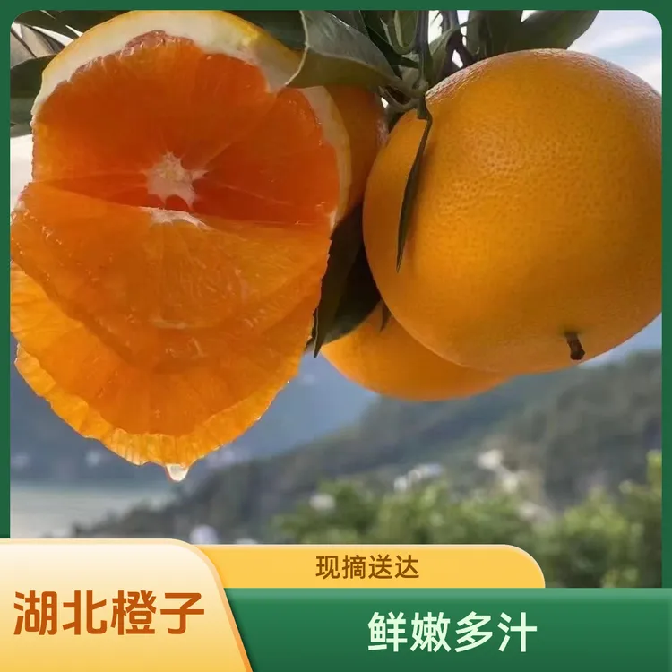 【头茬爆汁九月红】正宗湖北秭归九月红果冻橙/鲜嫩/现摘/5/9斤包邮