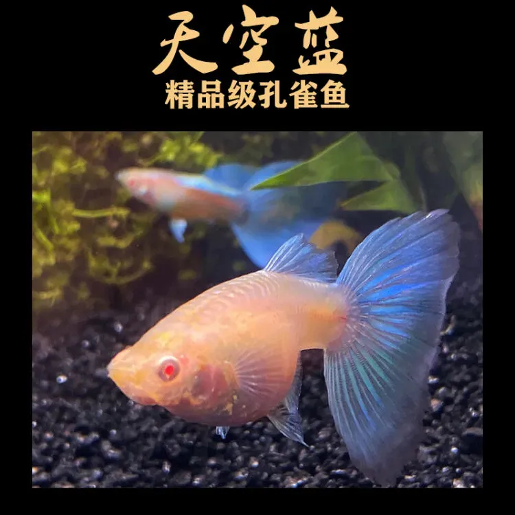 天空蓝孔雀鱼临产孕母热带鱼生鱼苗大肚子活体发货包邮包损新手鱼