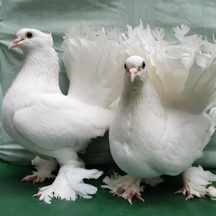 凤尾鸽观赏鸽白毛脚凤尾小青年鸽蓝凤尾鸽黑凤尾鸽灰凤尾鸽