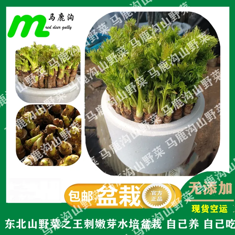 【刺嫩芽】东北刺嫩芽刺老芽刺龙芽刺老包礼桶包邮