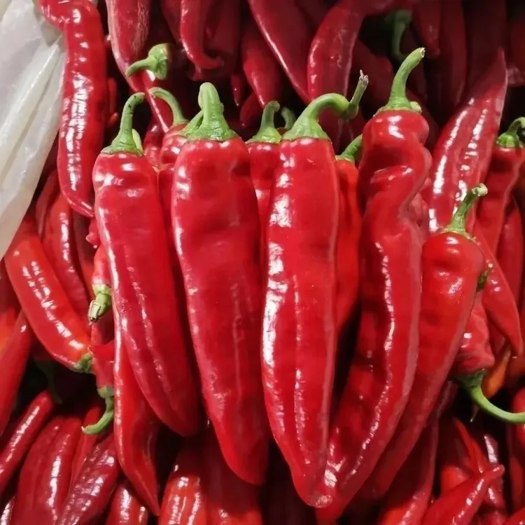 东北辣妹子辣椒新鲜自然红薄皮辣妹子特辣超级辣实话做辣椒酱剁椒