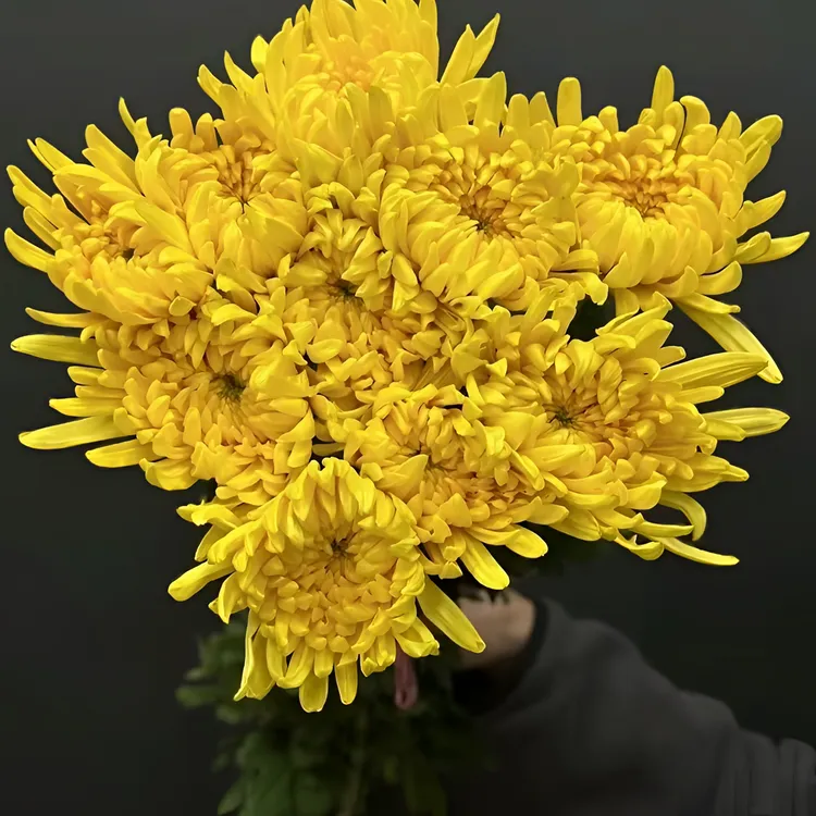 黄菊花鲜切花送亲人黄白菊花插花菊花鲜花新鲜花束大菊花菊花鲜花