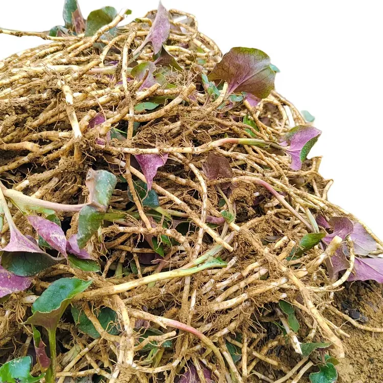 贵州特产新鲜折耳根野菜嫩叶鱼腥草农家凉拌佳品叶子蔬菜现挖