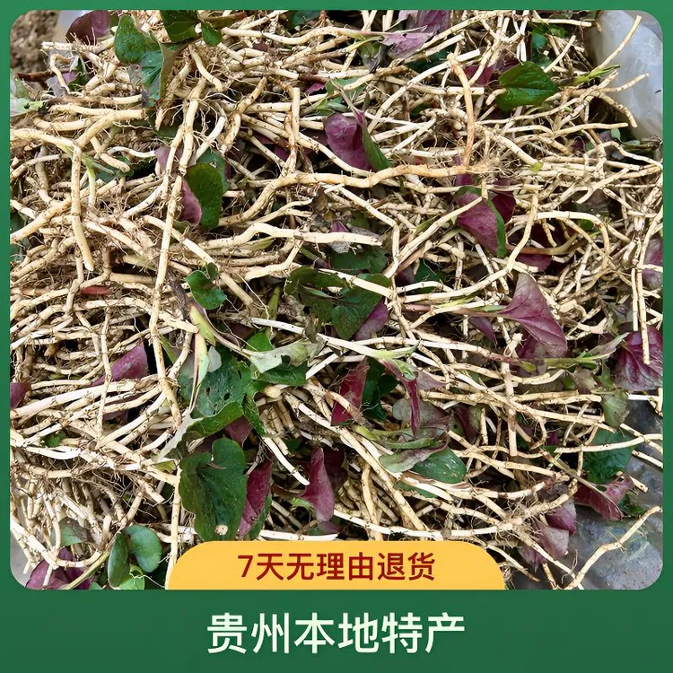 贵州特产新鲜现挖鱼腥草折耳根田野野菜凉拌嫩脆