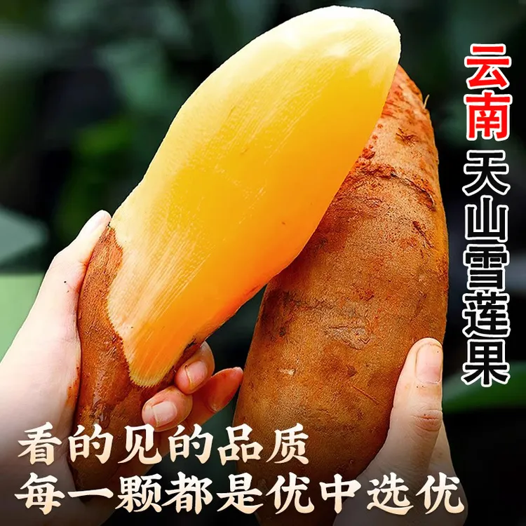 正宗云南天山雪莲果新鲜水果当季产地现挖现发黄肉脆甜高山雪连果