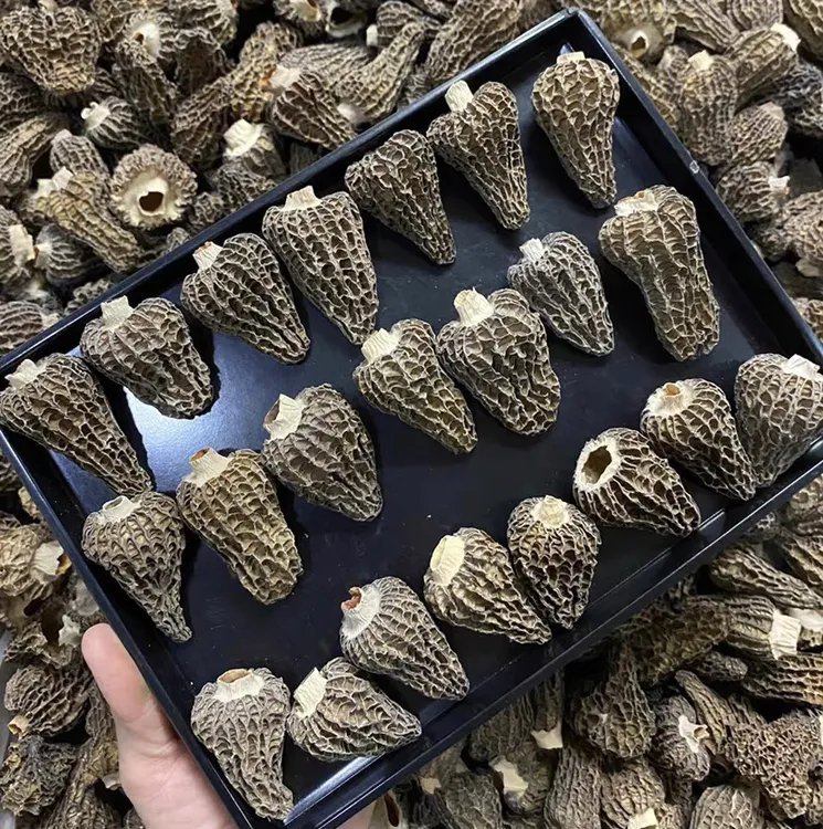 云南现收山货土特产圆鼓型羊、肚、菌150g/250g500g