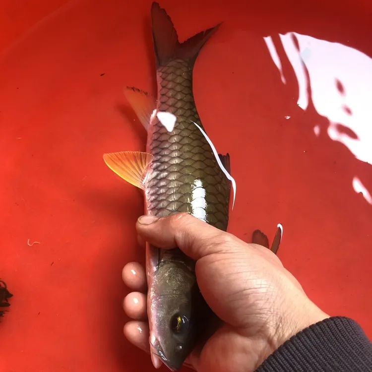 野生军鱼皮实好养鱼池鱼塘都可以养吃小鱼虾已训好料吃浮性饲料