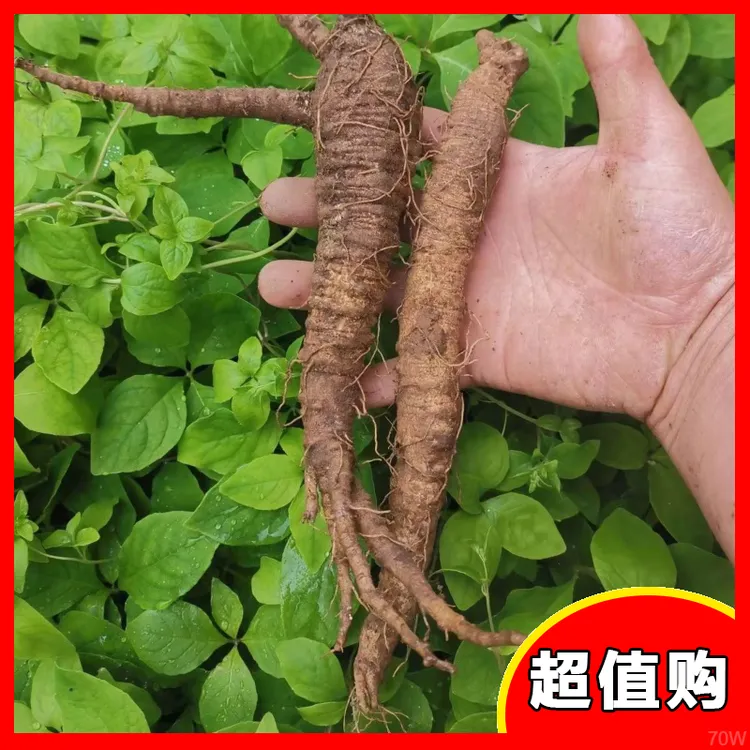 现发东胡萝卜山北大现挖沙参保鲜 带皮 山里 东北长白山