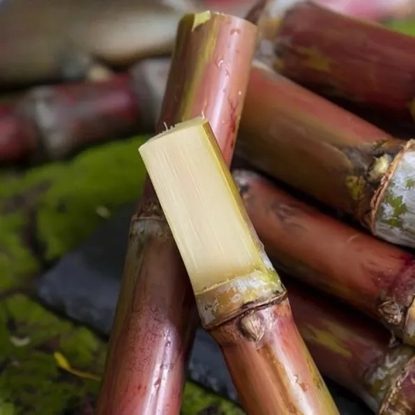 云南脆皮甘蔗（百万达人推荐）现砍脆甜可口普选农家自种脆皮甘蔗