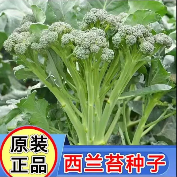 西兰苔种子芥兰种籽芥菜苔种子四季春种耐热阳台