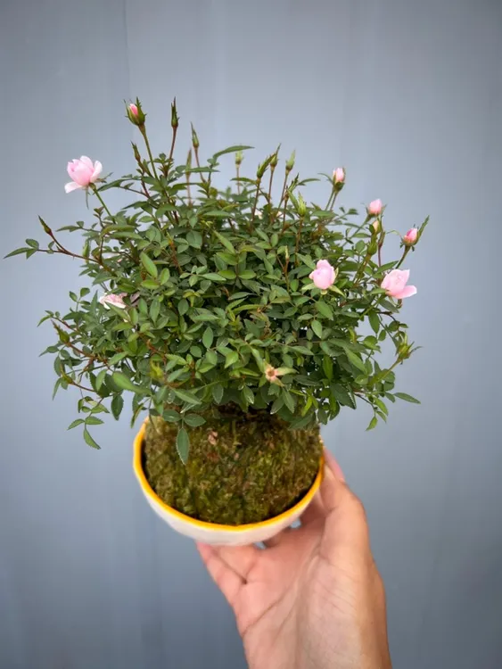 带花苞四季开花迷你超微月季苔藓球姬月季玫瑰多头室内阳台水培
