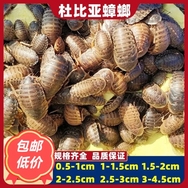 杜比亚昆虫活体守宫蜥蜴鱼鸟龟蜘蛛爬宠饲料绿色养殖高营养蛋白