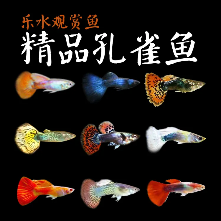 小型淡水热带观赏鱼胎生宠物鱼纯种精品孔雀鱼活体渔场直发包活