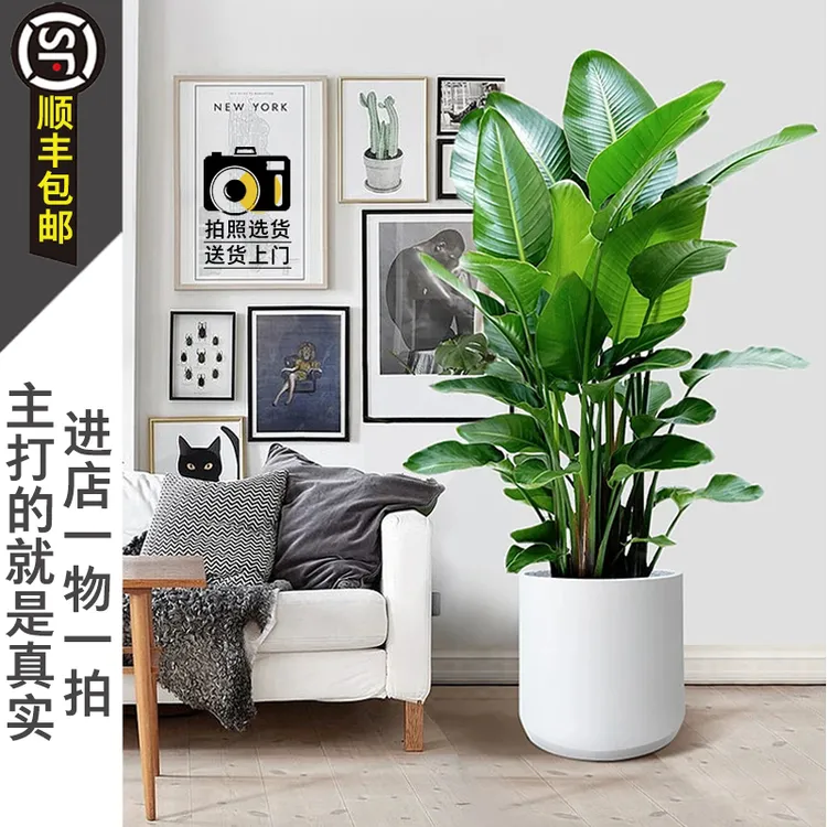 天堂鸟大型绿植物望鹤兰盆栽观叶客厅简单好养活办公室基地直播
