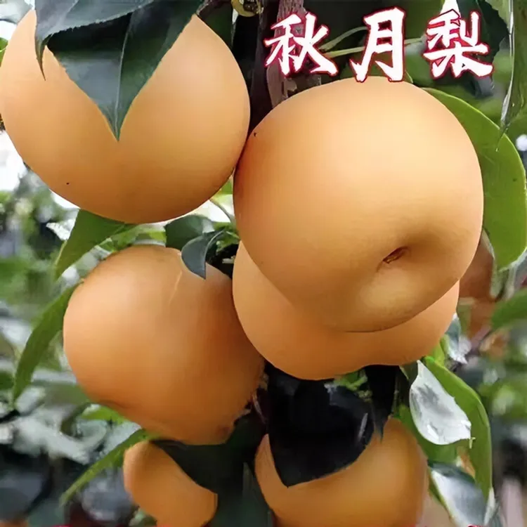 嫁接新品耐寒秋月梨树苗南北方庭院种植盆栽地栽脆梨树苗当年结果
