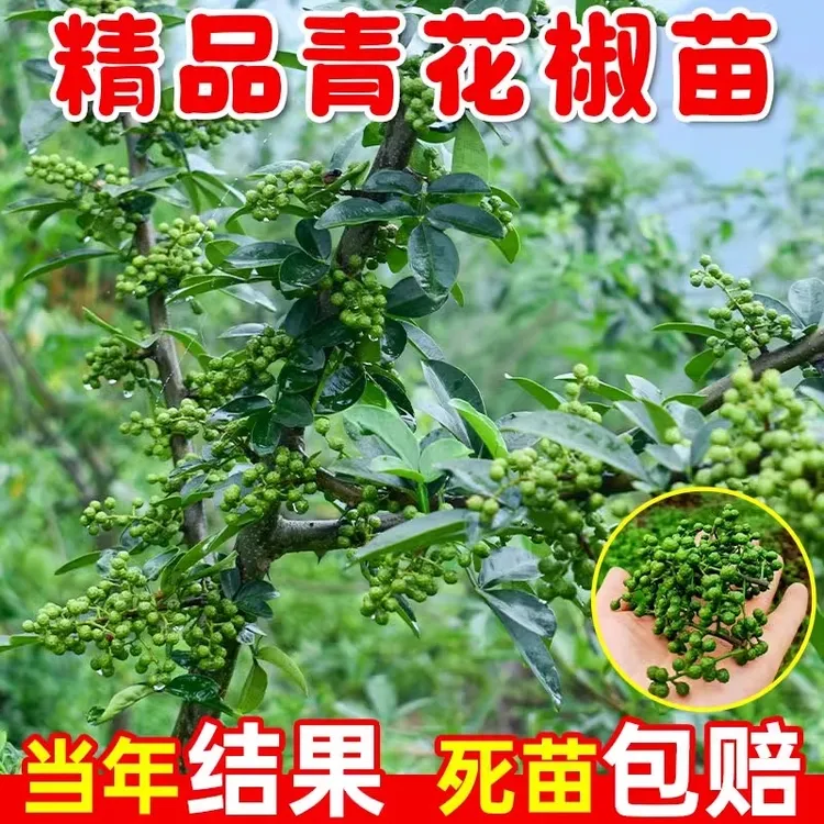 花椒树苗耐寒九叶青花椒大红袍花椒树苗地栽盆栽花椒树苗当年结果