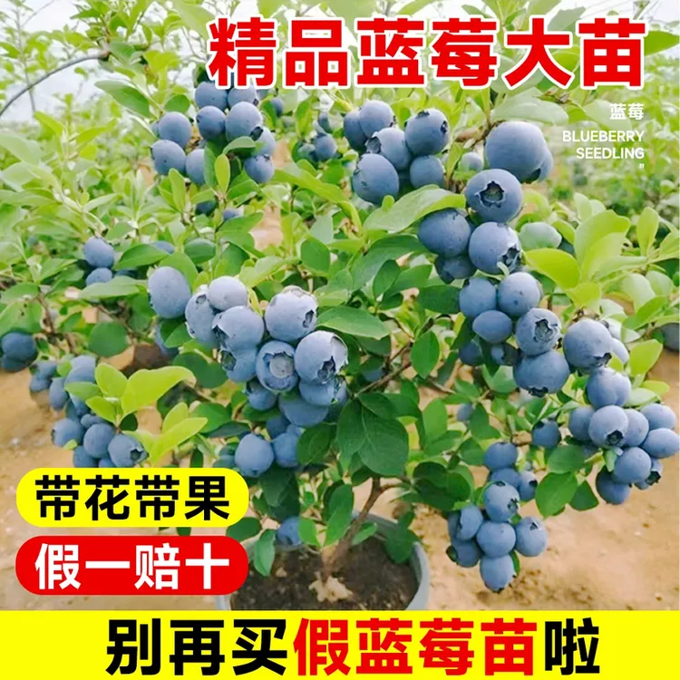 蓝莓果树苗盆栽地栽蓝莓苗南方北方庭院阳台种植蓝莓树苗当年结果