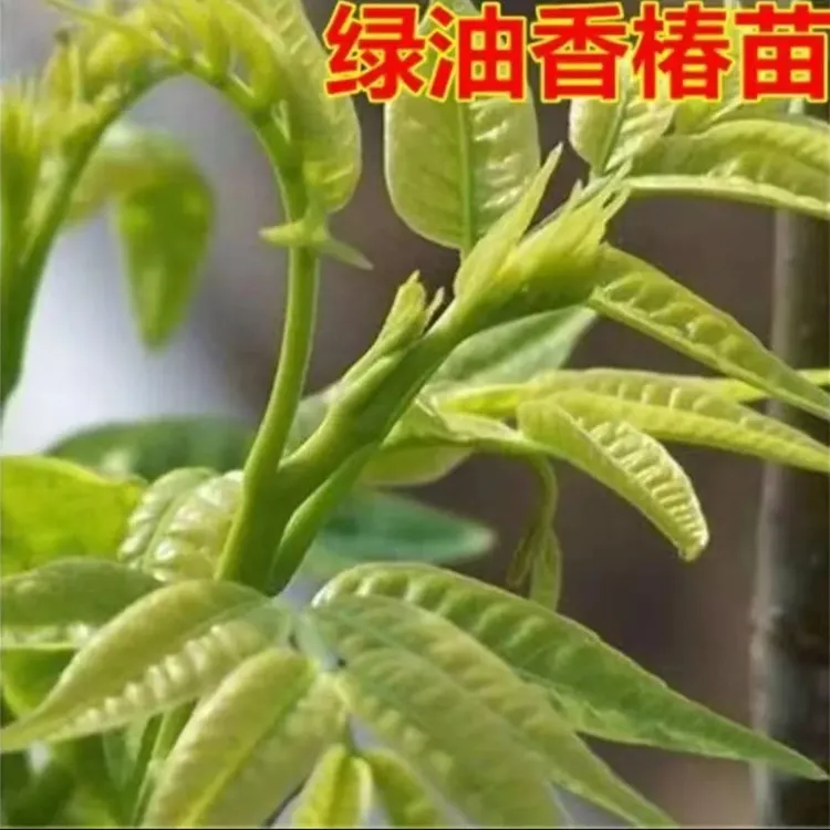 香椿树苗绿油香椿树苗地栽盆栽香椿树苗南方北方四季种植香椿树苗