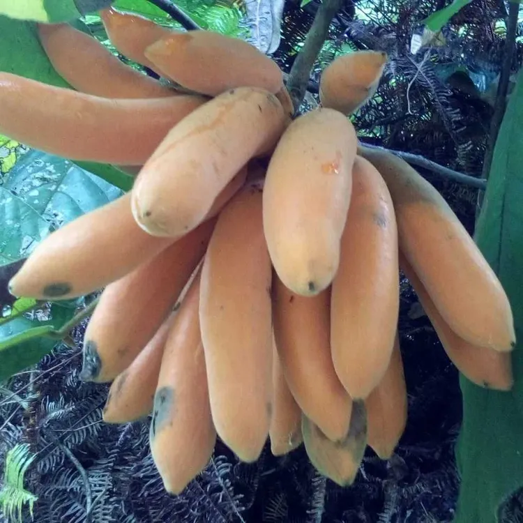 良种果界金手指大花紫玉盘皇妃蕉番荔枝娇娇果