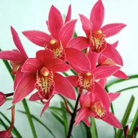 精品浓香型兰花【醉美人带花苞花剑】 室内鲜花花卉好养绿植盆栽