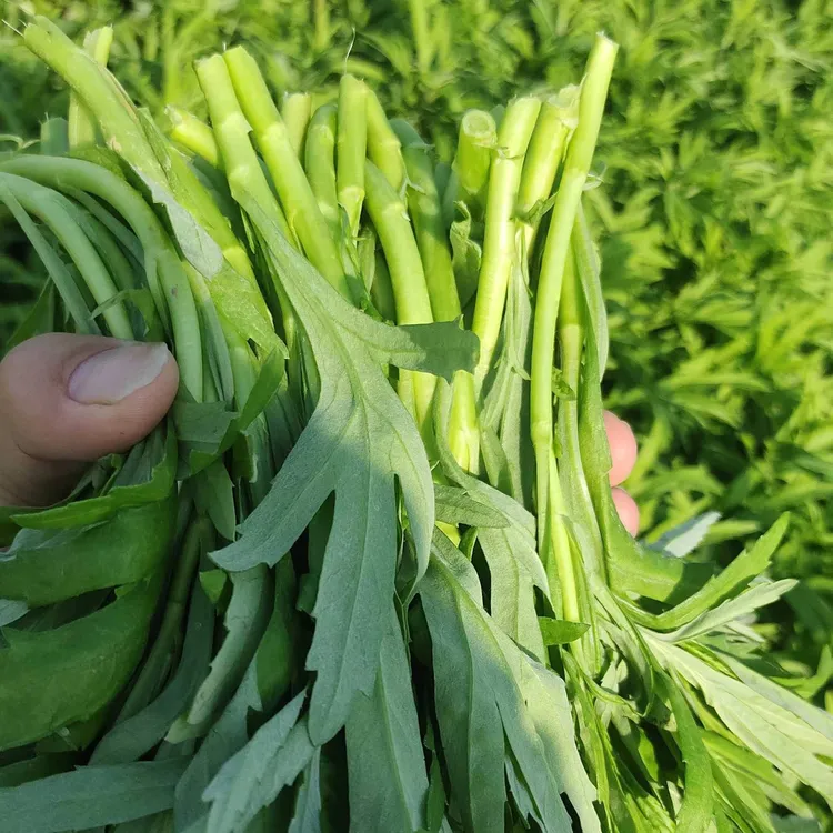 【现摘现发】湖北露天藜蒿 冬季优质新鲜应季蔬菜 香味足嫩2-4斤装