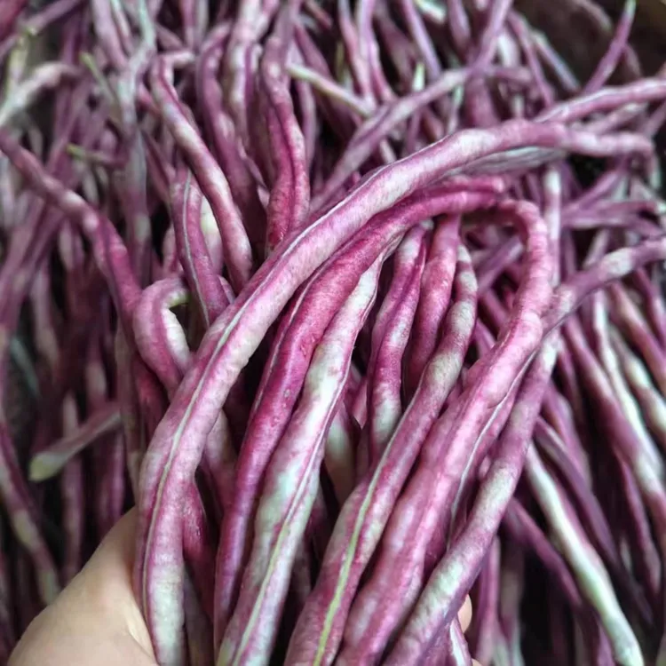 湖北老品种《秋季头茬》花豇豆红豇豆红豆角花豆角2-4斤包邮