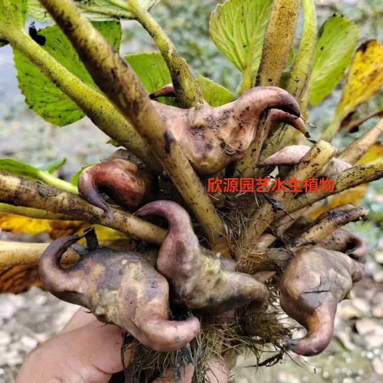 高产大菱角种子菱角苗种植四季水生植物红菱角种子青菱角黑菱角苗