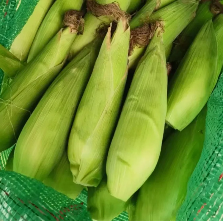 贵州高山农家自种甜糯玉米