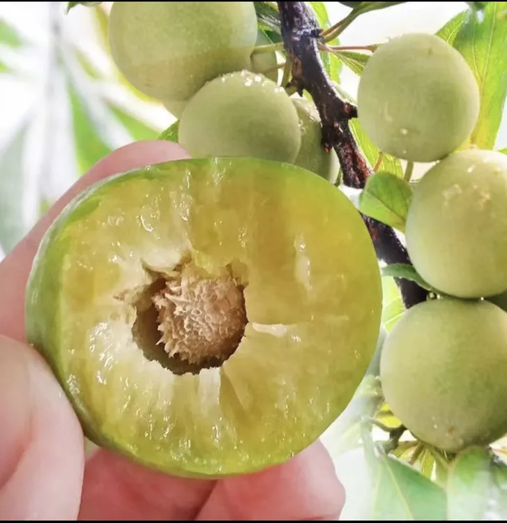 贵州高山农户自种露天冰脆李脱骨李