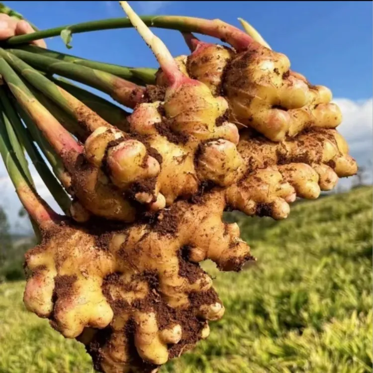 贵州高山高原本地小黄姜