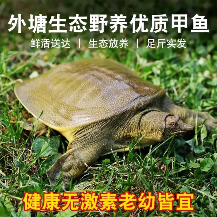 小小生态甲鱼外塘黑花湖区甲鱼王八藕塘甲鱼仿生态甲鱼
