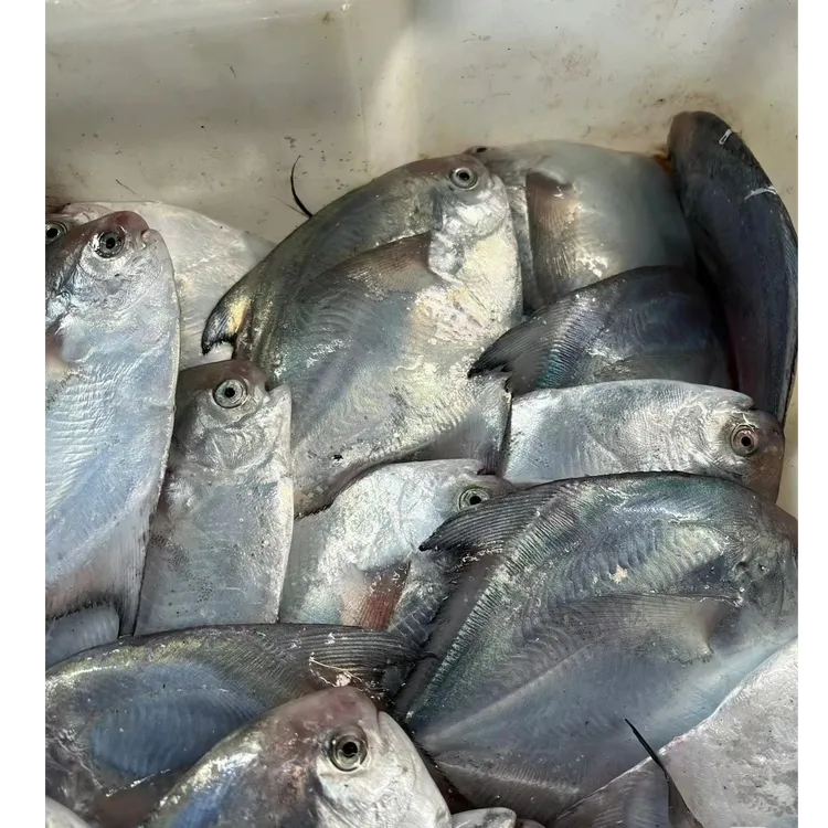 银鲳鱼  鲳鱼 平鱼  净重4斤 一斤一包 发4包 顺丰包邮 坏单必赔