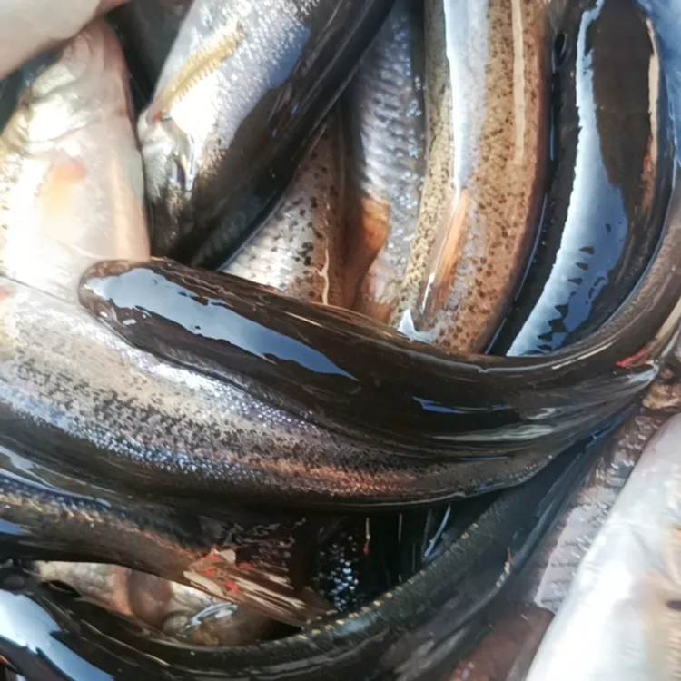 东北大兴安岭特产/野生柳根鱼/北极神柳/鲜活速冻顺丰发货