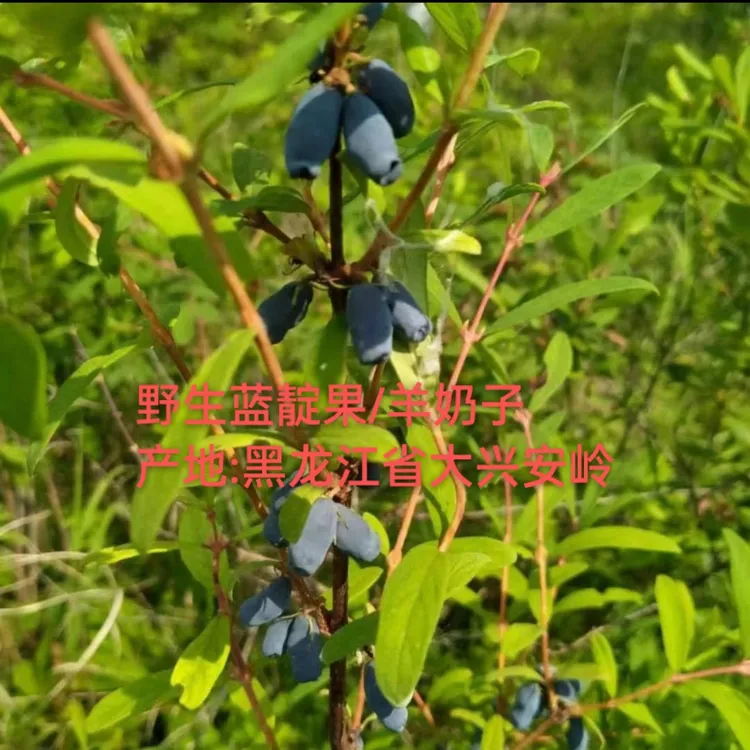大兴安岭野生蓝靛果/羊奶子/黑瞎子果/野生浆果免洗