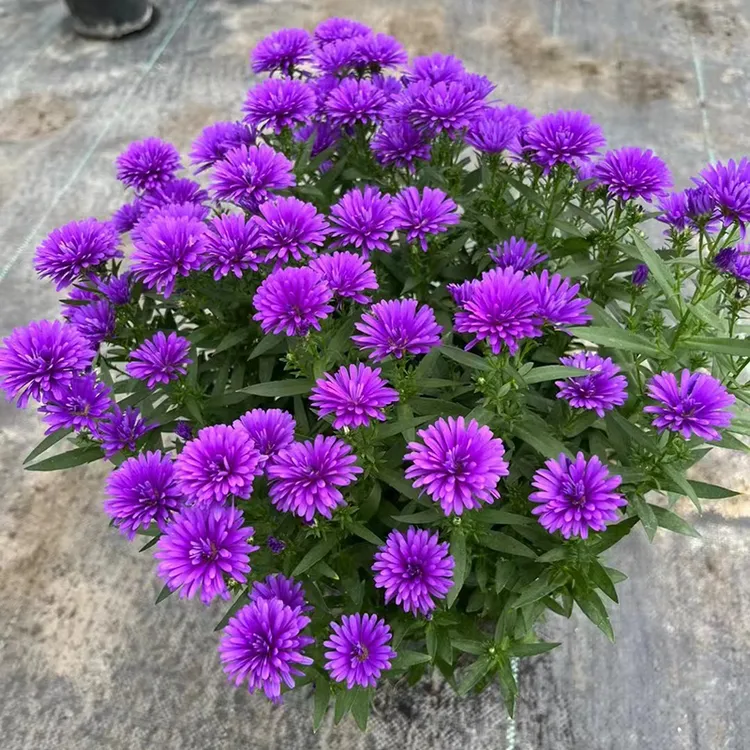 翠菊妮可盆栽耐热耐晒好养活盆栽地栽多年生宿根花卉