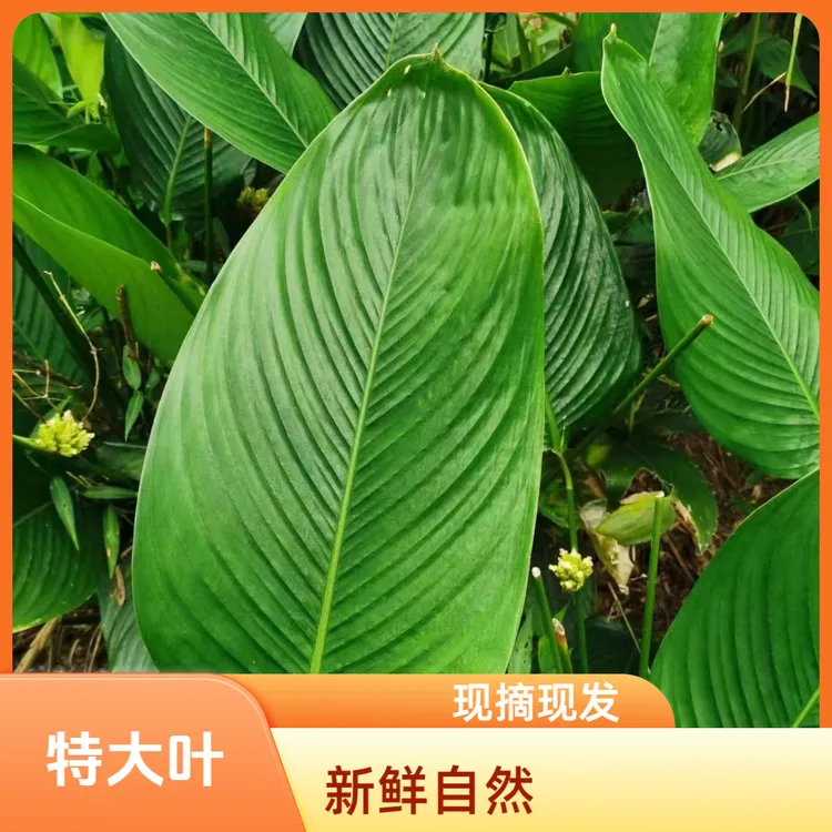 现摘现发新鲜特大冬叶广西特产精选大粽叶野生批发商用家用粽子叶