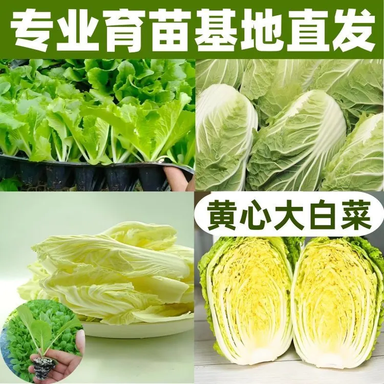 黄心大白菜苗早熟蔬菜苗秧苗四季高产抗病耐寒大白菜苗活苗菜秧子