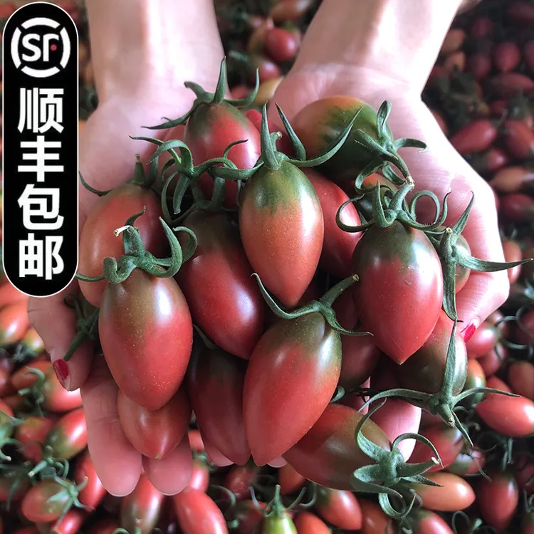 紫弹头小番茄圣女果新鲜樱桃西红柿应季孕妇水果酸甜多汁顺丰包邮