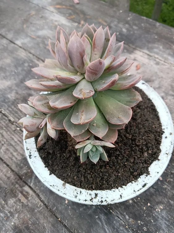 多肉植物_艾斯晓