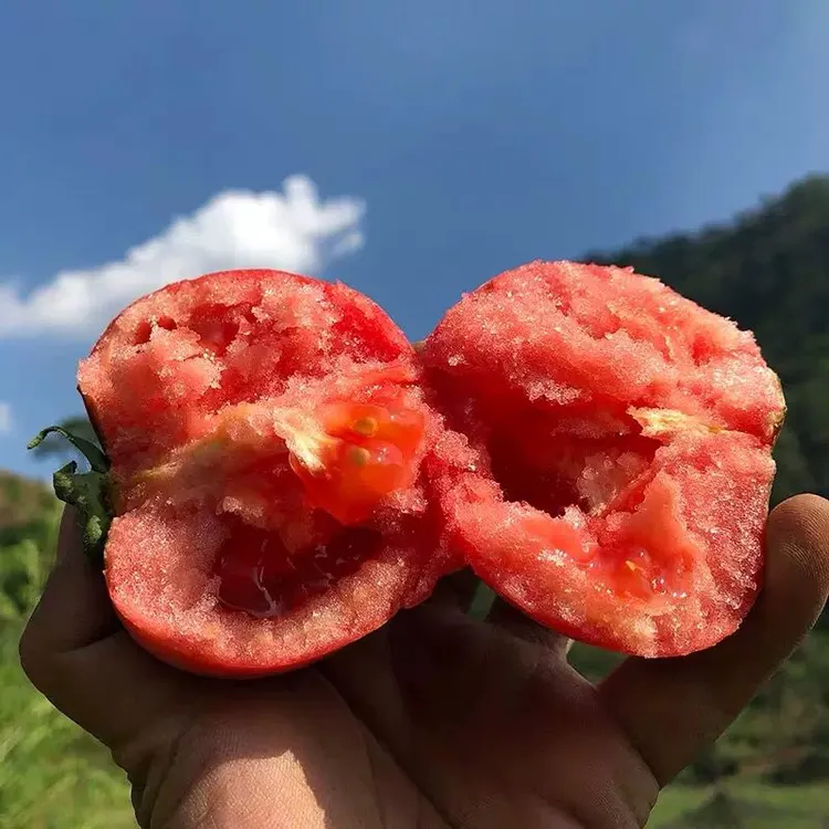 【京东快递】攀枝花番茄新鲜蔬菜西红柿老品种沙瓤西红柿