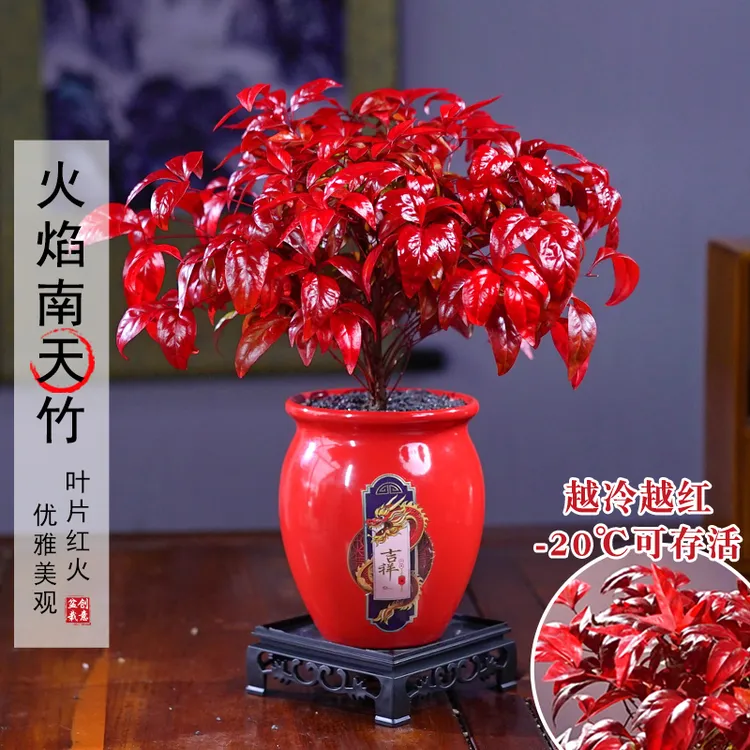【越冷越红】大火焰南天竹客厅绿植桌面盆栽好养易活禅意创意盆景