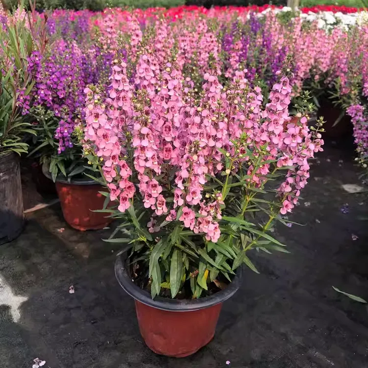 花开三季耐热的天使花香彩雀花盆栽阳台庭院花卉成品花苗植物好养