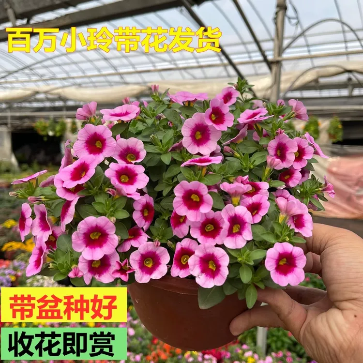 百万小玲四季开花卉盆栽室内阳台垂吊舞春花大苗带花苞发货耐寒