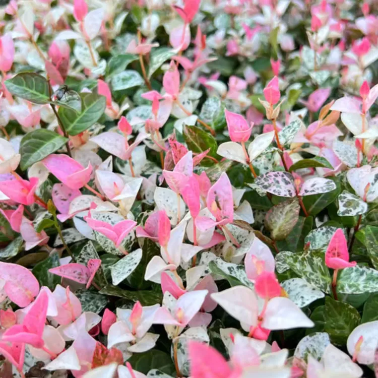 五彩花叶络石花苗盆栽室内阳台庭院花园四季垂吊兰耐寒热植物黄金