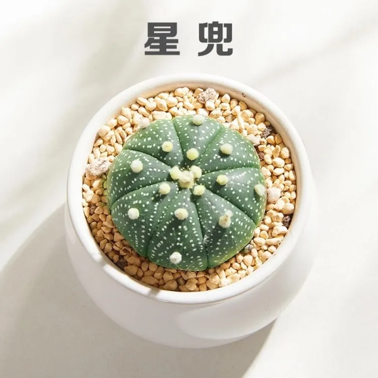 【星兜】满18元包邮星兜实生开花仙人球多肉植物办公室桌面绿植盆栽