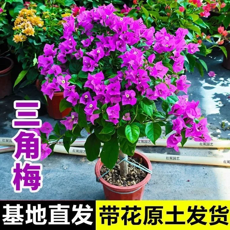 云南紫三角梅勤花老桩棒棒糖品种带盆带花带花苞 基地直发