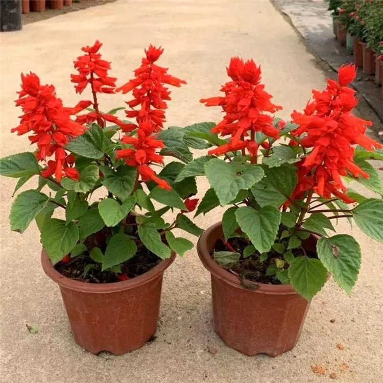 一串红盆栽花苗中国红观赏花卉花期长爆仗红 基地直发