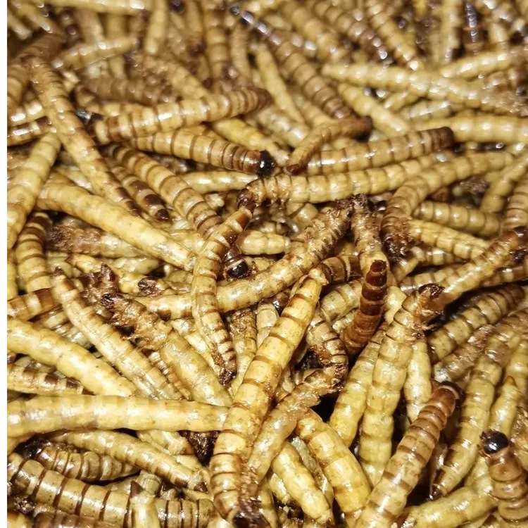 【甲通优选】大麦虫鸟食虫干仓鼠零食龙鱼非活体鲜活仓鼠粮食