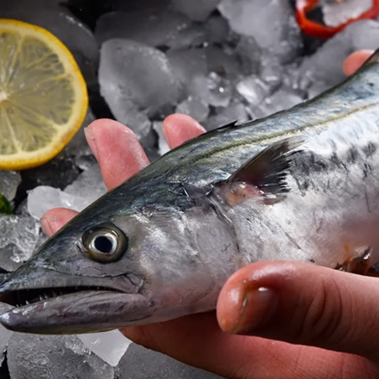 【1-1.5斤/条】新鲜海捕马鲛鱼速冻大鲅鱼 精品大马鲛