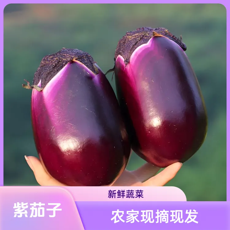 椭圆茄子露天种植新鲜圆茄子紫茄子农家现摘现发紫皮茄子新鲜蔬菜